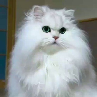 Telegram chat 🐱АНДИЖОН Мушук Бозор🐈 logo