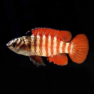 Telegram chat Aquarium Lab чат | Аквариумистика, аквариум, террариум logo