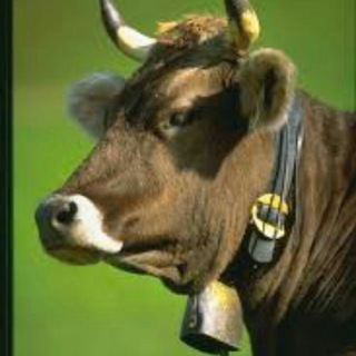 Логотип телеграм-чату atikadios — 🐖 "Атікадіос"🐂 м'ясо, риба, птиця (ua)🇺🇦