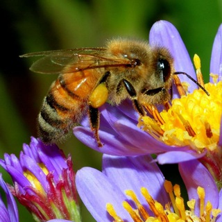Логотип телеграм-чата bee_rostov — 🐝Пчеловоды Ростовской области 🐝