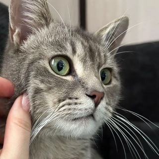 Telegram chat ВЗ чат пеара🐱❤️ logo