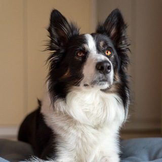 Telegram channel border_collie_here logo