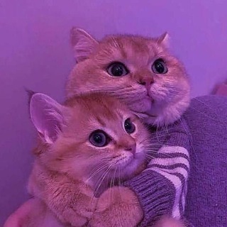 Telegram chat Взаимные подписки 🌸 реакции logo