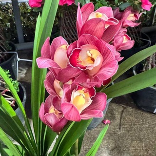 🌺OYSHAM DUNYO GULLARI 🌷 🌷 - Telegram Groups