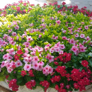 Telegram channel اجرایی مجازی 89 logo
