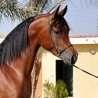 Horses for Sale - Telegram Groups