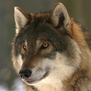 Telegram chat Werewolf ITA @ITAww logo