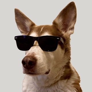 Telegram chat ITDog Chat logo