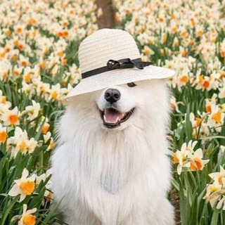 Telegram chat Животные Мариуполь logo