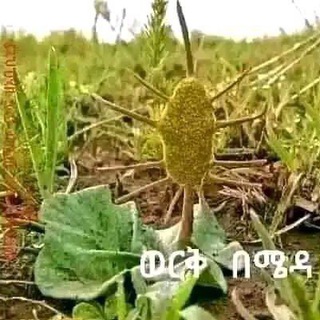 መርጌታ የባህል መዳኒት ቀማሚይ - Telegram Groups