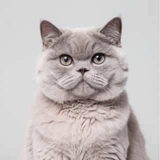 Лагатып тэлеграм-чата mushuklar_bozori_rasmiy_chat — 🐈‍⬛ Мушуклар бозори (расмий группаси) 😍