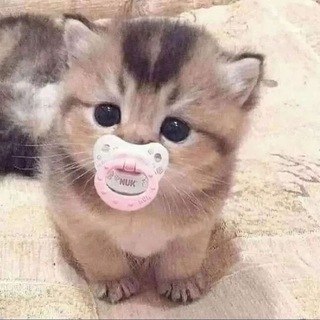 Telegram chat пиар чатик💗 logo
