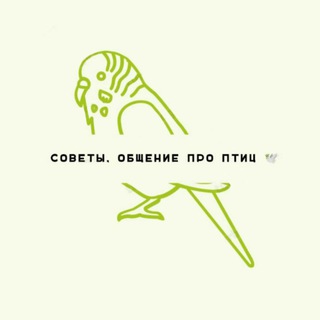 Telegram chat Советы, общение про птиц 🕊 logo