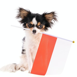 Telegram chat PETS in Poland 🐱🇵🇱🐶 logo
