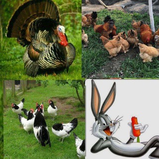 Telegram chat QASHQADARYO TOVUQ🐔 QUYON 🐇 KO‘RKA🦃 BOZORI logo
