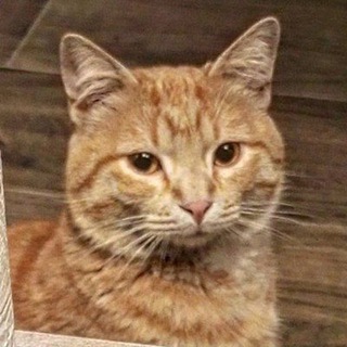 Telegram chat Русские в Тбилиси 🇬🇪 🐈🐈‍⬛ logo