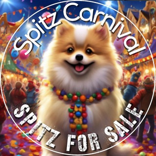 Telegram chat Померанский шпиц 🐾 купить продать - Spitz Carnival - Pomeranian for Sale logo