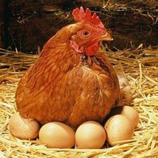 Telegram chat КАРАКАЛПАКСТАН ТАУЫК БАЗАРЫ. 🐓🐣🐥 🦃 🦆🦢 🕊 logo