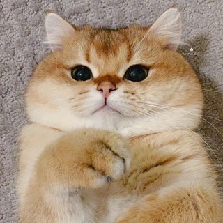 Лагатып тэлеграм-чата vyazka_koshka_uzb — 😍 Вязка кошка (расмий группаси)