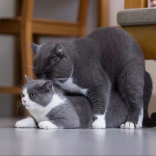 Лагатып тэлеграм-чата vyazka_koshka — ❤️ Вязка кошка 🐈‍⬛️