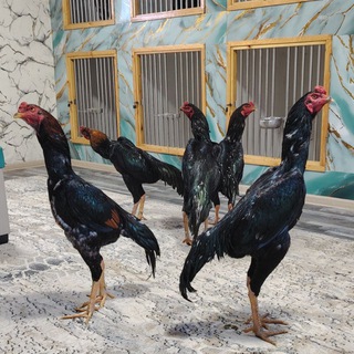 Telegram chat 💯 Qoqon xorozlari 💯 GURUPASI logo
