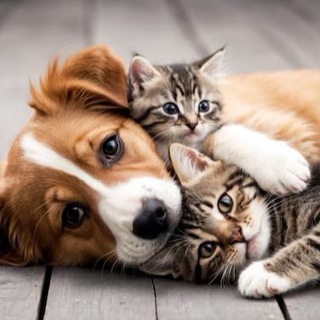 Telegram chat «Помощь животным» Ялта 🐶🐈‍⬛🐕 logo