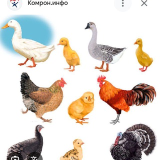 Telegram chat ЗОМИН АЧЧИ ПАРАНДА БОЗОРИ logo