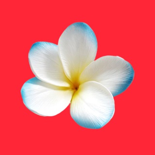 Telegram chat 🇨🇭🇺🇦 Українці в Швейцарії Берні Цюрихі Женеві logo