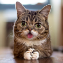 Lil Bub