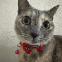 Just Elizabeth Cat