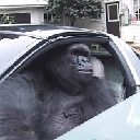 Gorilla in a Coupe (gorillainacoupe.com)
