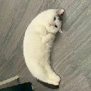 Mooncat