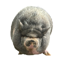 NikePig