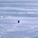 Nietzschean Penguin