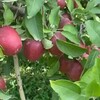 Бахмал олмалари🍎🍏 - Telegram Groups
