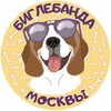 Telegram chat Биглебанда Москвы logo