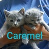 Telegram chat GROUP KUCING BRITISH SHORTHAIR DAN PELBAGAI BAKA SELANGOR logo