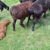 BUXORO va NAVOIY chorvo mol bozori - Telegram Groups
