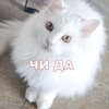 Telegram chat чат котиков🐈 logo