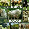 Telegram chat Samarqand chorva bozori🐄🐏🐐🐎 logo