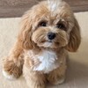 Telegram chat Щенки Мальтипу | Maltipoo Puppy Mini logo