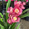 Telegram chat 🌺OYSHAM DUNYO GULLARI 🌷 🌷 logo