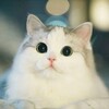 Telegram chat Hadya mushuklar🐱❤️ logo