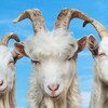 Telegram chat Goat Simulator 3 logo