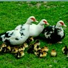 Telegram chat 🦆Индоутка ва Ғоз етиштириш🦆 logo