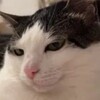 Telegram chat Kitty cat logo