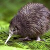 Telegram chat Kiwi Farms Chat logo
