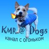 Telegram chat KMR@Dogs Chat-смешные животные. logo