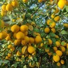 Telegram chat 🍋 Limonchilar_bozori🍋🌴🌴🌴.... logo