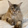 Telegram chat Kittens Maine Coon Russia| Котята мейнкун Россия logo